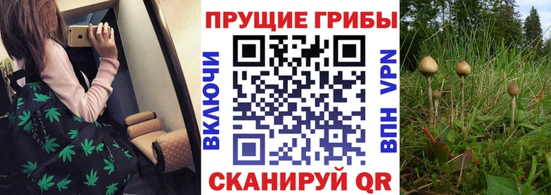 Псилоцибиновые грибы ЛСД  Борзя 